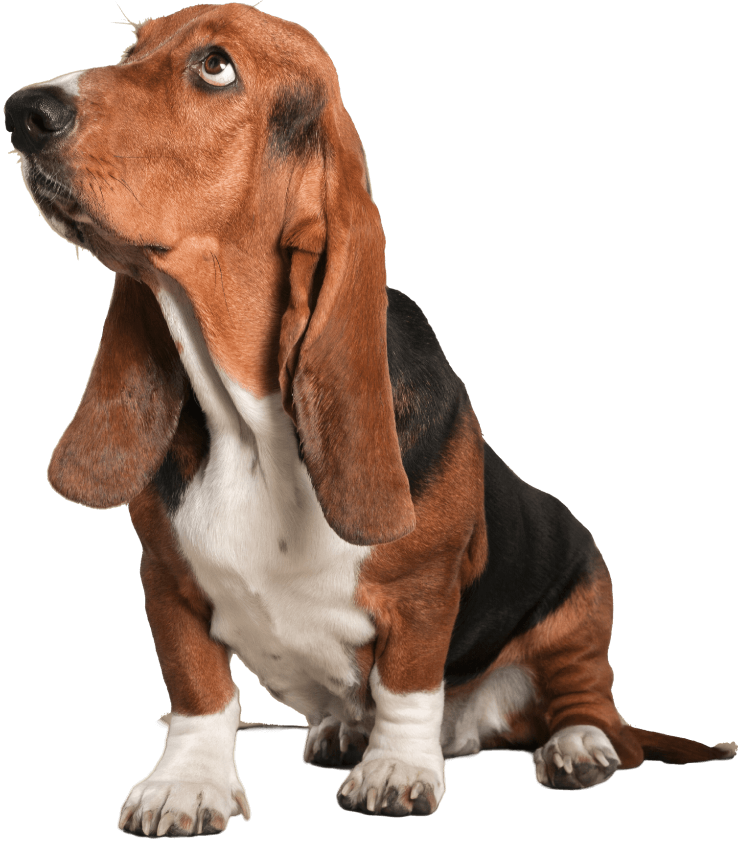 A Basset Hound