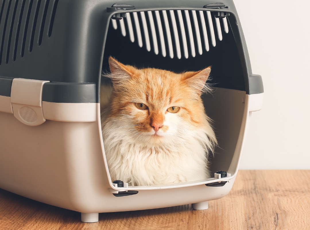 cat resting in pet carrier