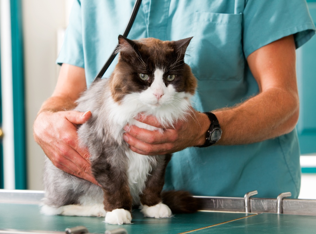 A cat check-up at vet clinic