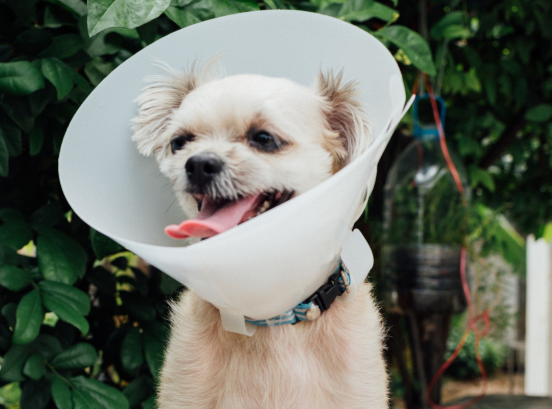 dog wearing surgery cone