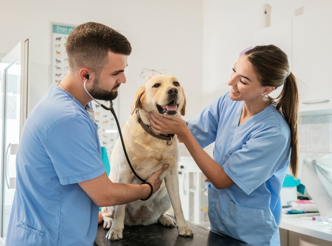 A golden retriever dog at the vet clinic