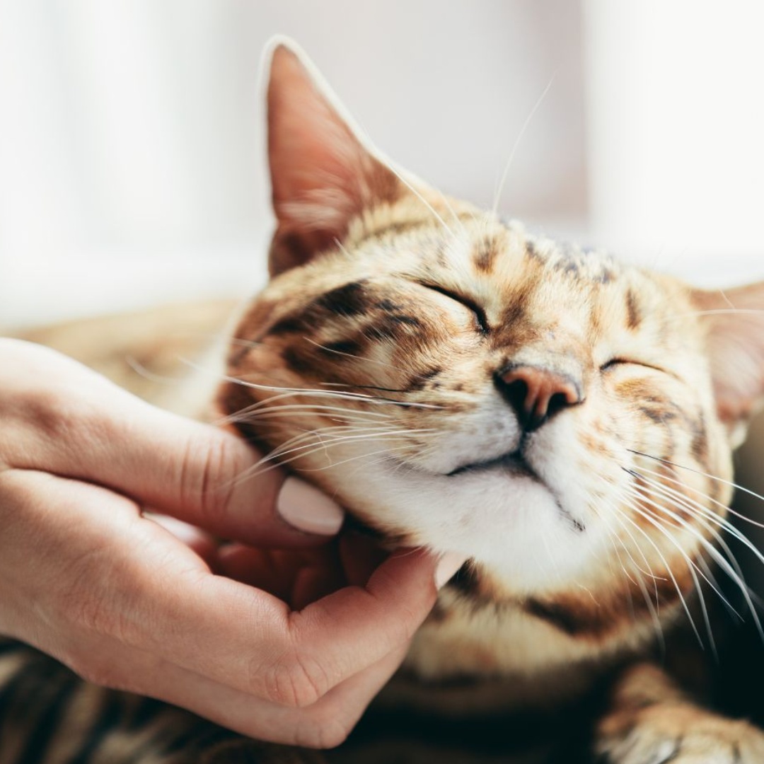 A happy relax cat