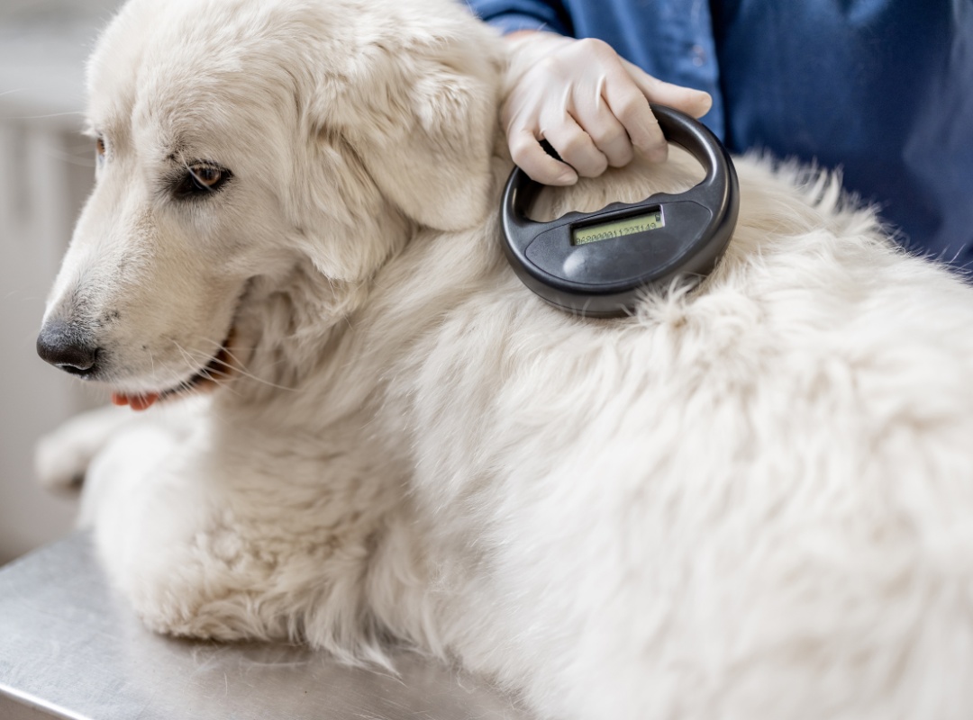 veterinarian testing dog's microchip Implant