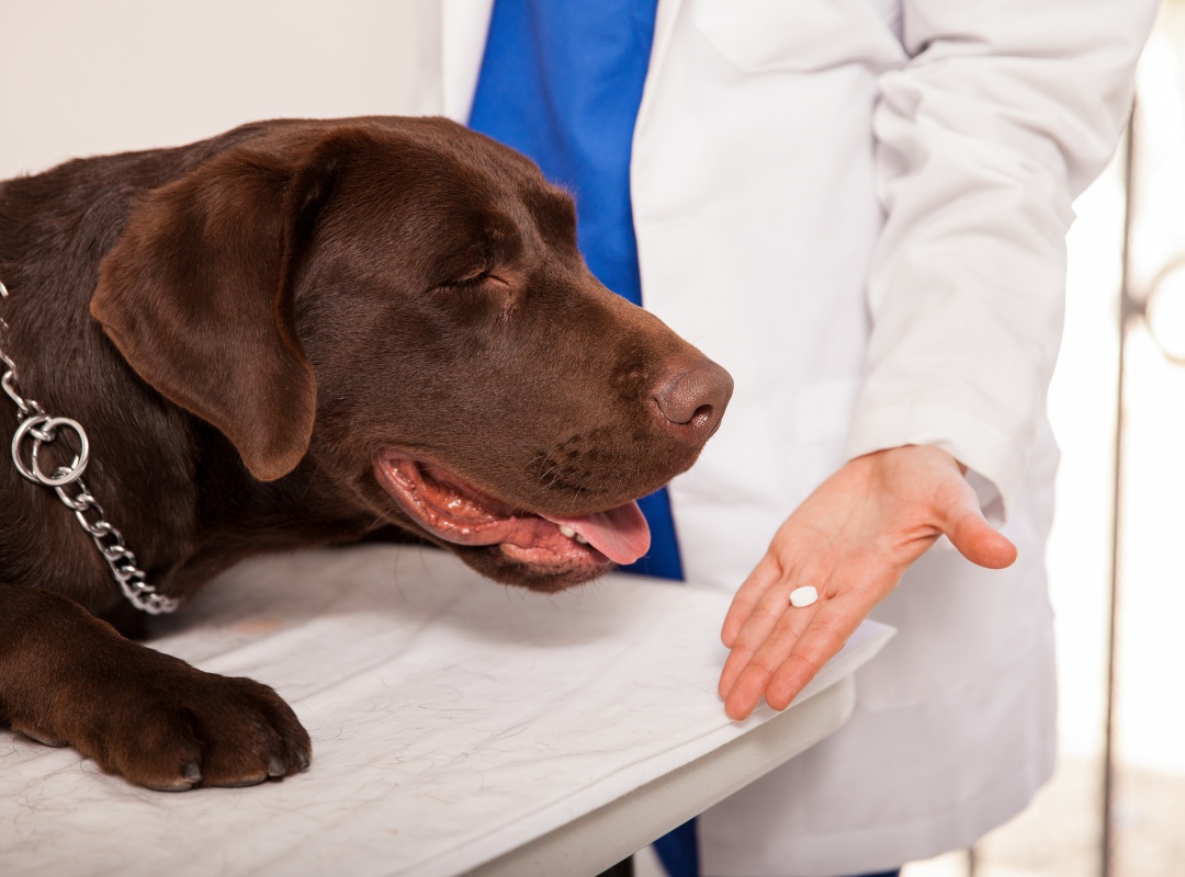 veterinarian giving a pill to a dog