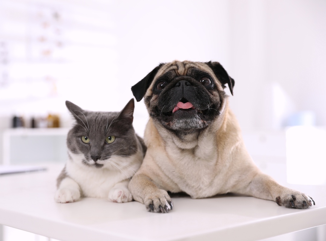 Cute Pug Dog and Cat on White Counter in Vet Clinic