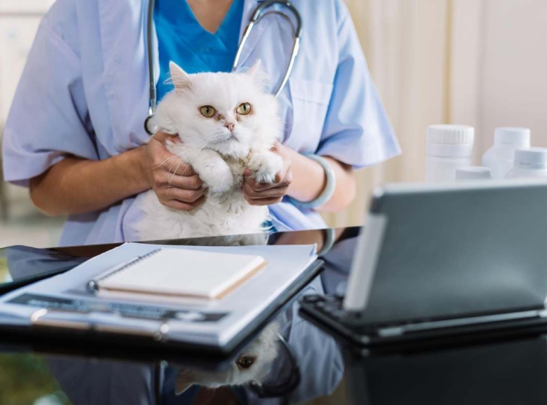 Female vet in white coat holding a cat