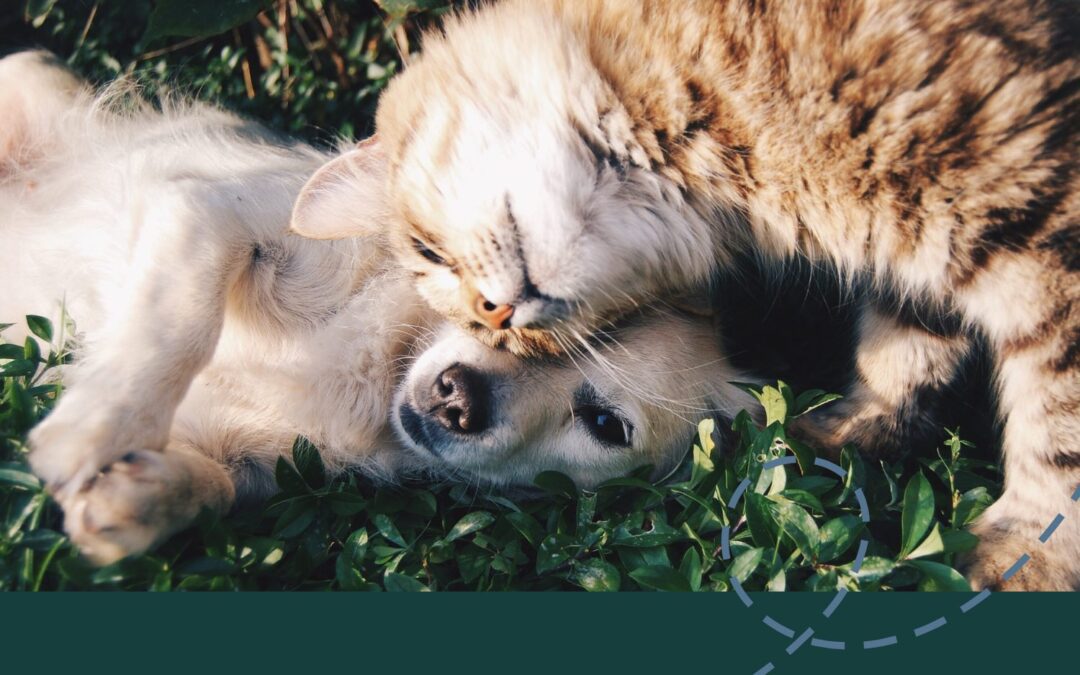 A cat and dog peacefully resting side by side on the grass