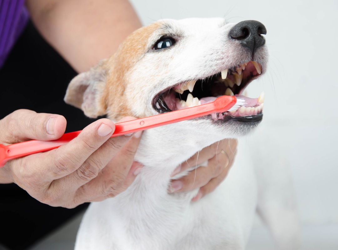 veterinarian brushing dogs teeth