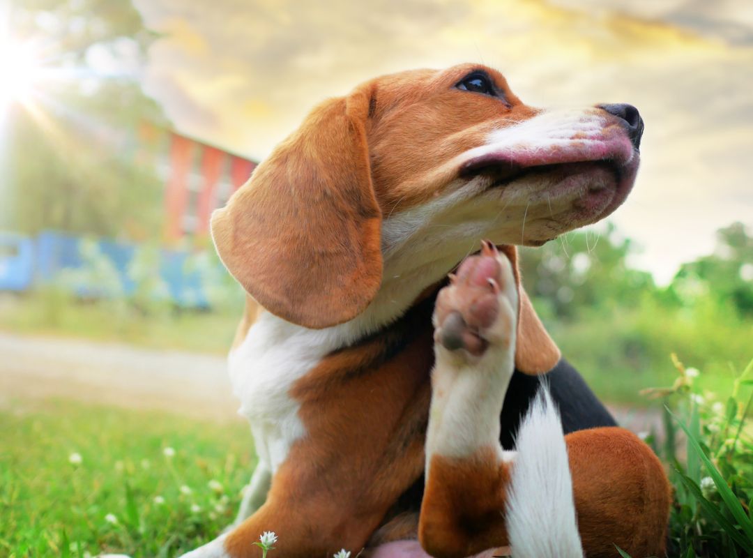 A dog sitting in the grass