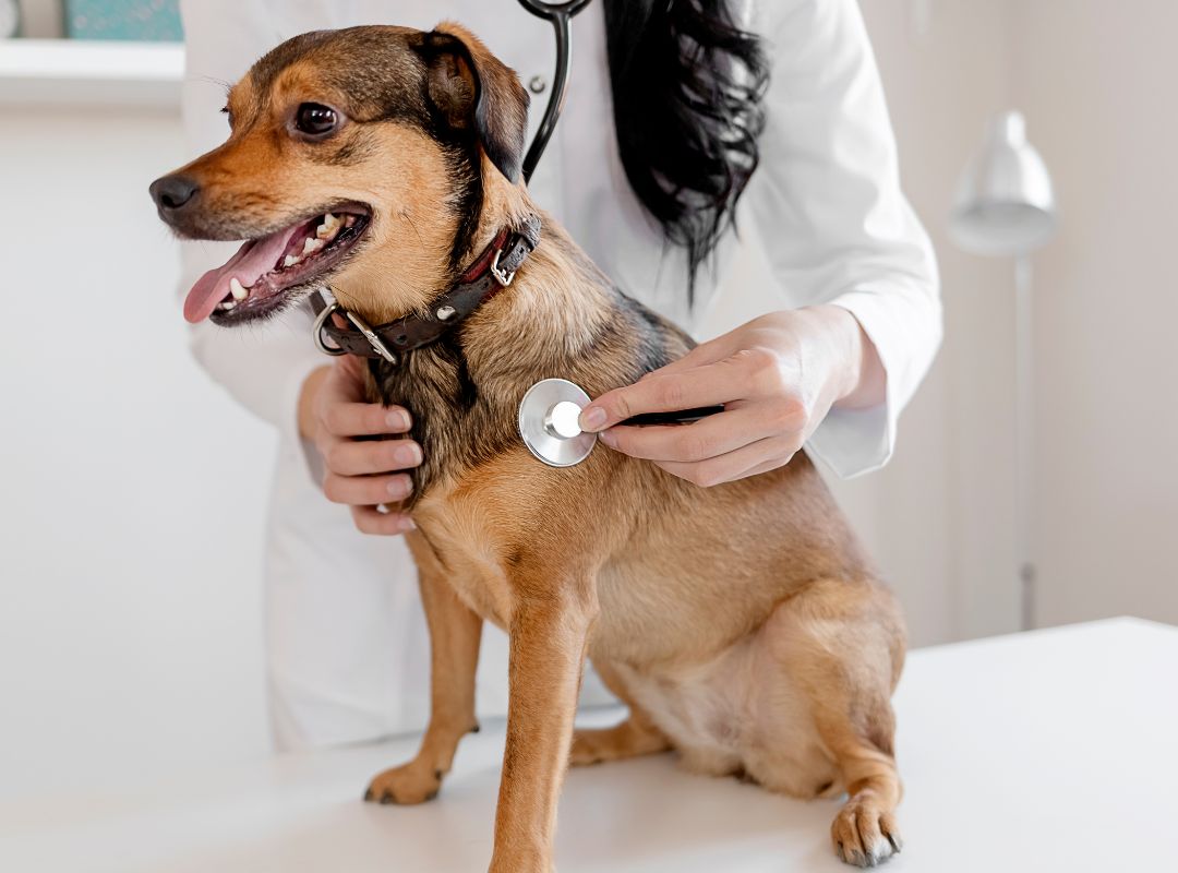 A vet using a stethoscope to examine a dog's health condition