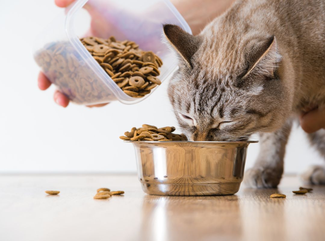 A cat happily eating from a bowl of food