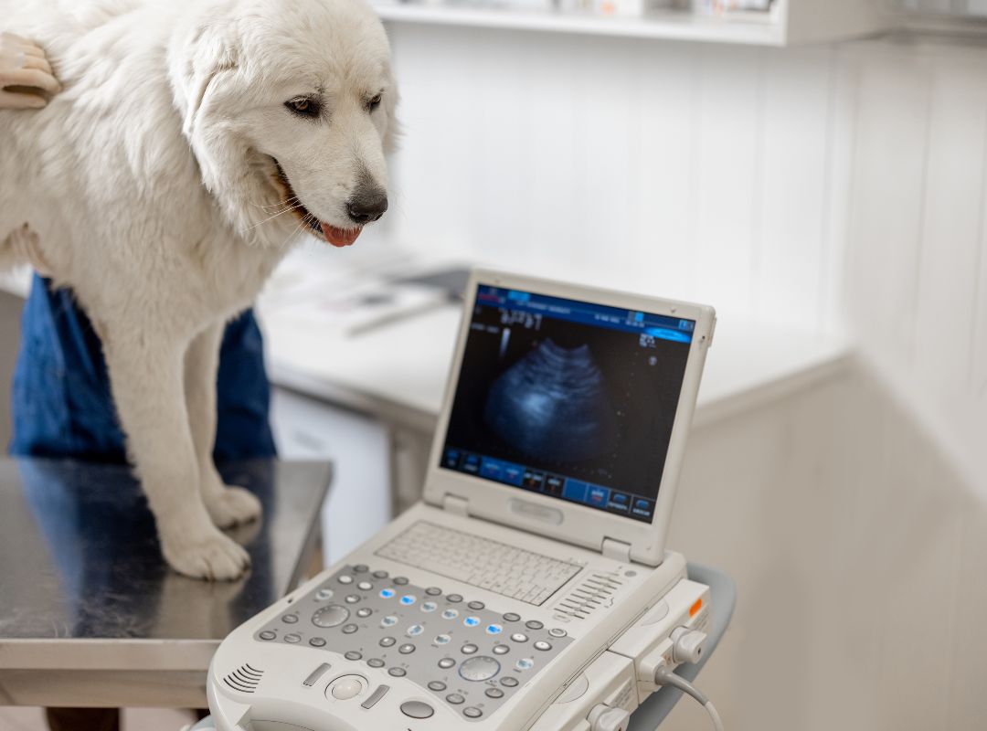 A vet is performing an ultrasound on a dog