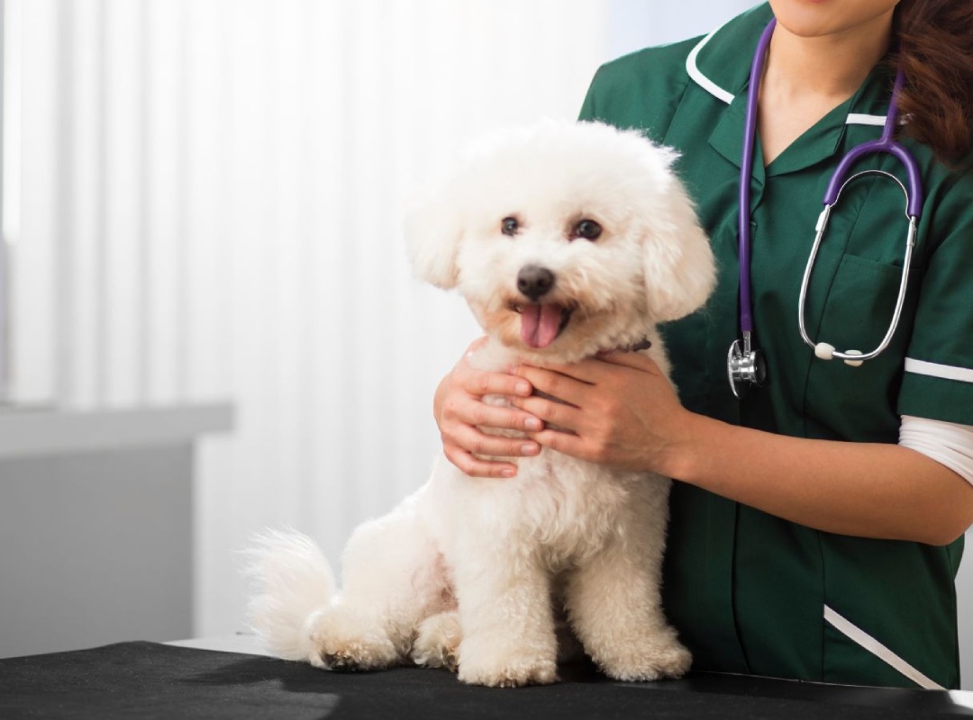 A vet woman in a green uniform holding a dog