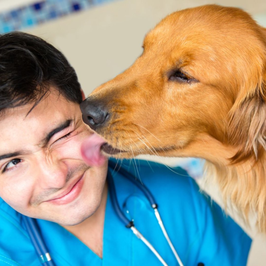 dog licking a vet affectionately