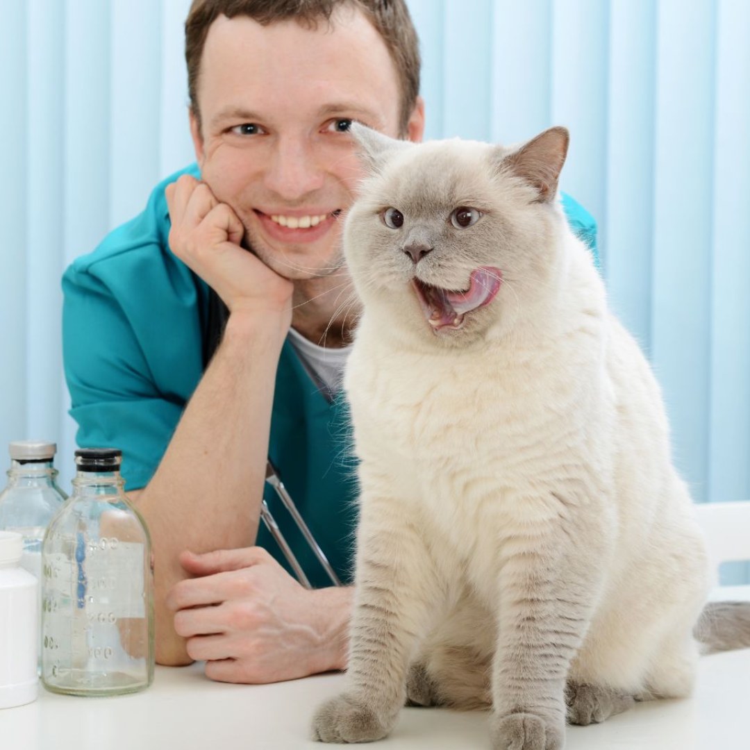 A cat sitting on a table with a vet