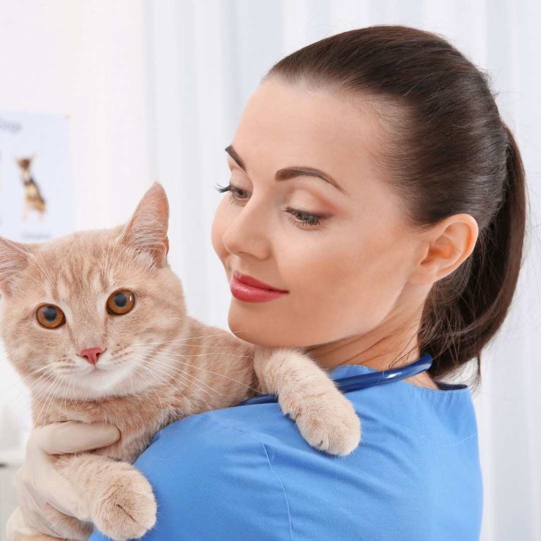 A vet in a blue shirt gently holds a cat in her arms