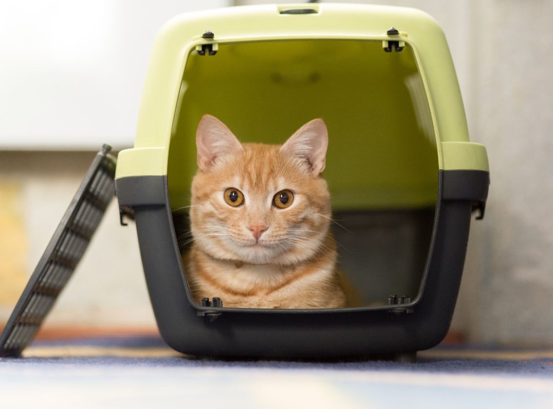 a cat sitting inside a pet carrier