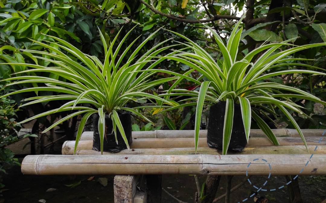 Two lush spider plants in black grow bags on a bamboo stand