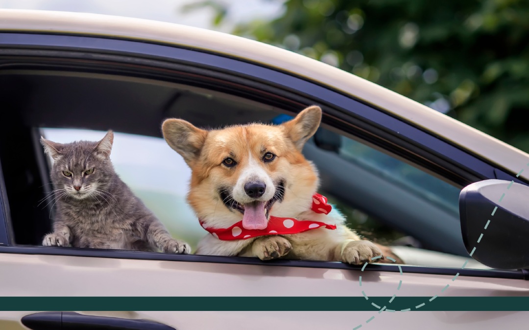 A corgi dog in a red bandana and a gray cat looking out a car window on a sunny day