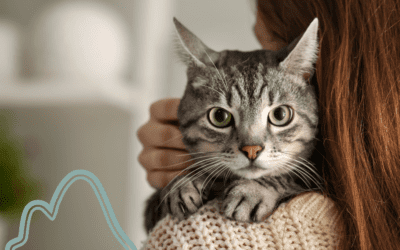 Happy Cat, Happy Home: 9 Ways to Enrich Your Cat’s Space