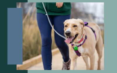 5 Tips for Successful Leash Walking with Your Dog