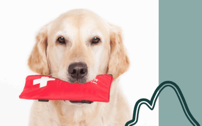 Pet First Aid Tips Every Pet Parent Should Know