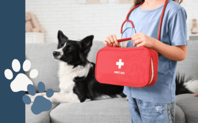Pet First Aid Tips Every Pet Parent Should Know