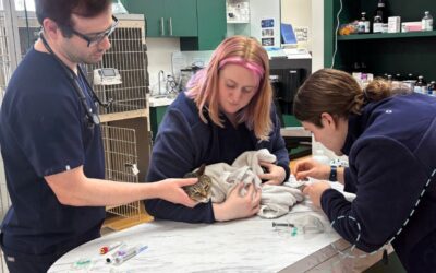 Helping Your Pet Overcome Anxiety at the Veterinary Office