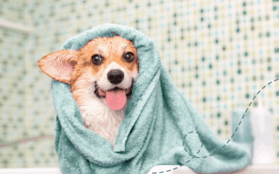 5 Helpful Bath Time Tips for Anxious Dogs: