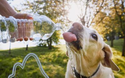 Spotting and Preventing Pet Dehydration: A Friendly Guide