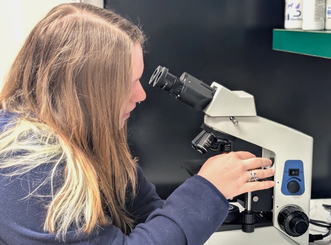 veterinarian looks through a microscope