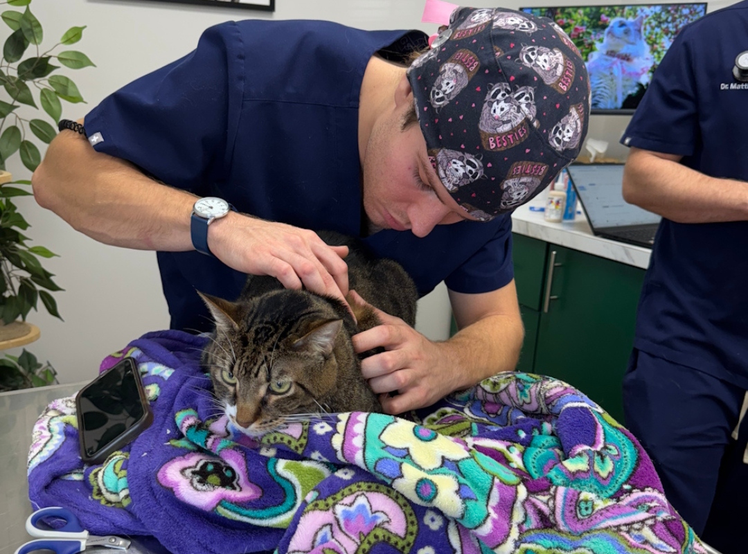 A veterinarian examines a tabby cat