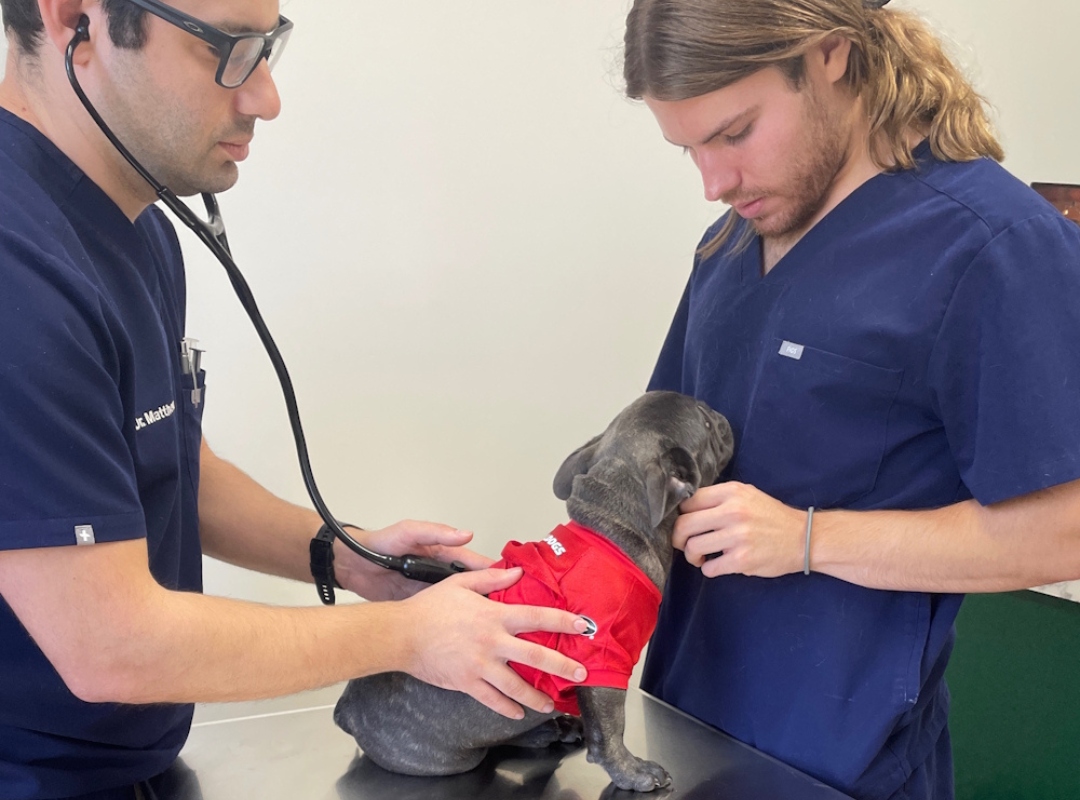 Two veterinarians examine a small dog