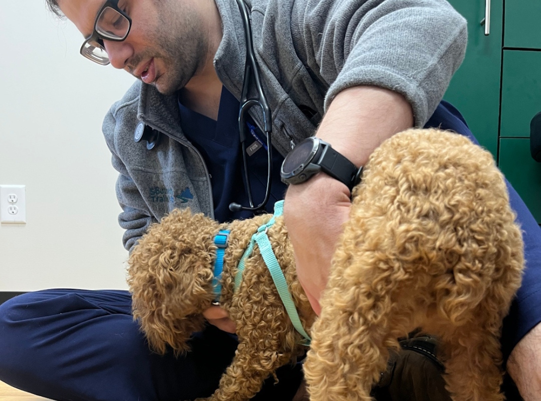 Vet in scrubs with stethoscope examines a small curly-haired dog