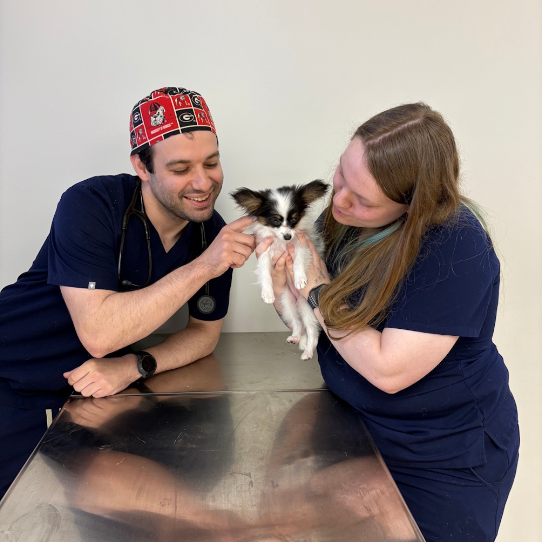 two vets with puppy