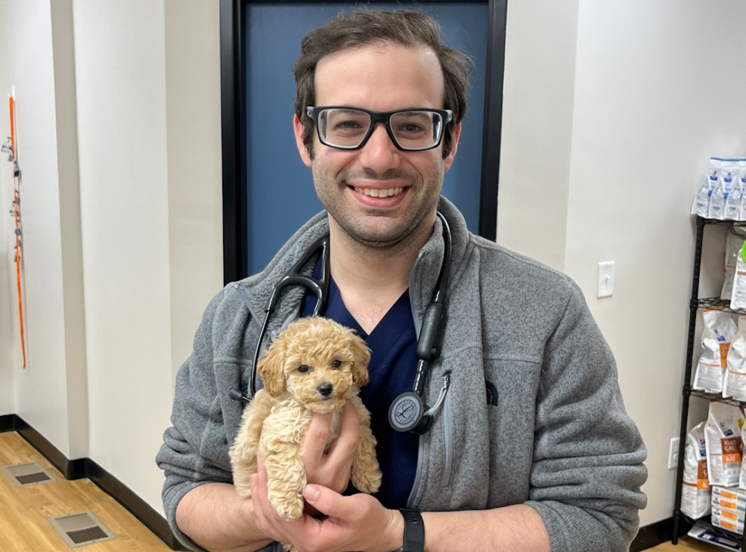 vet holds a fluffy puppy