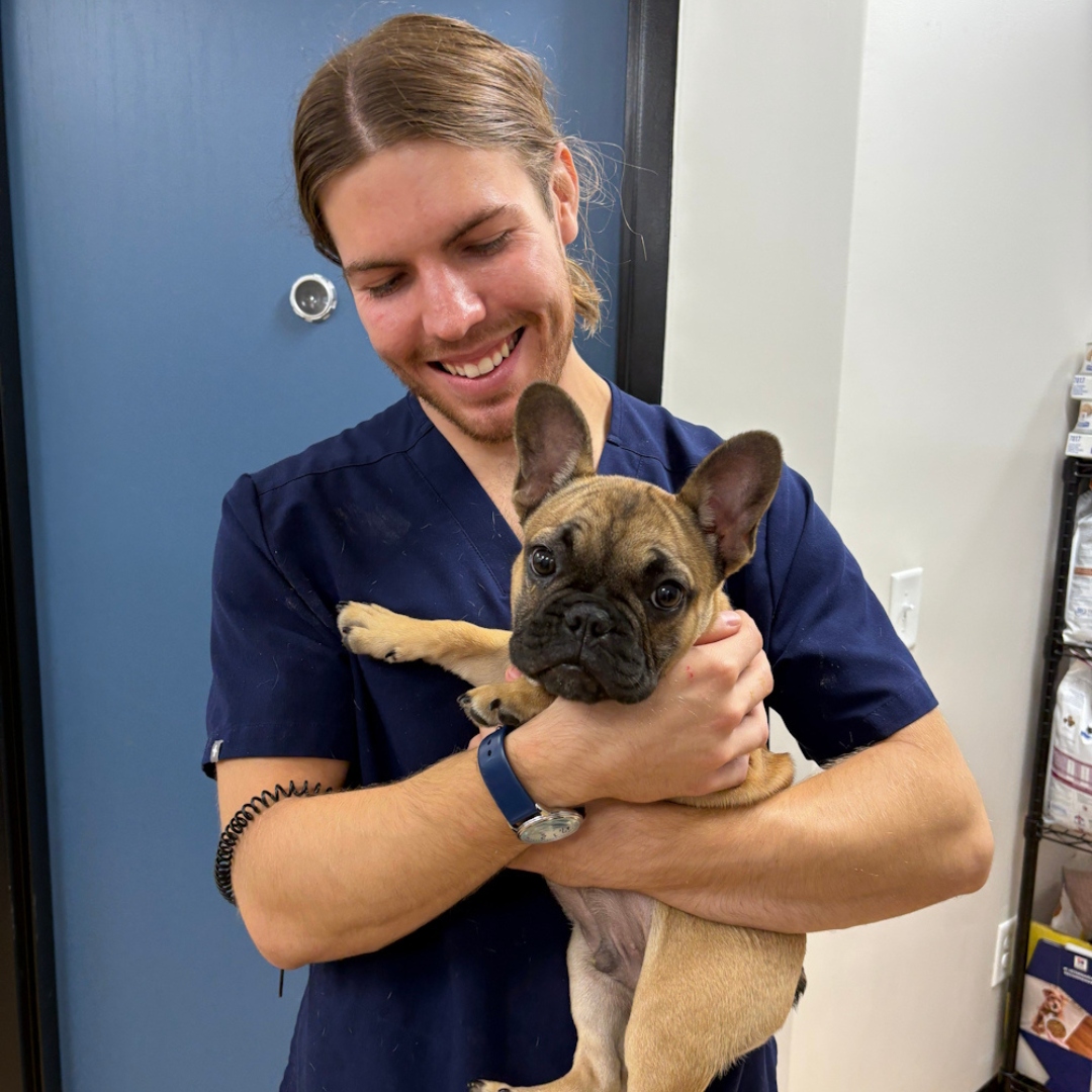 vet holds a small French Bulldog vet holds a small French Bulldog