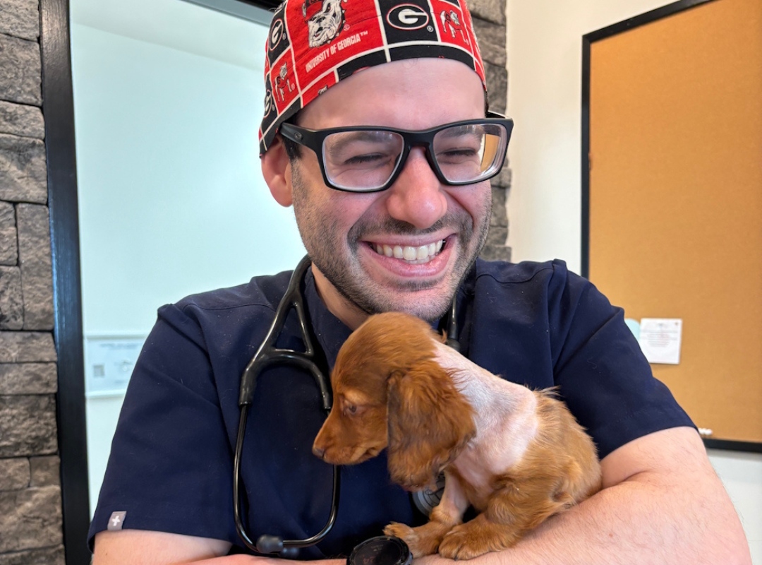 vet holds a small brown puppy