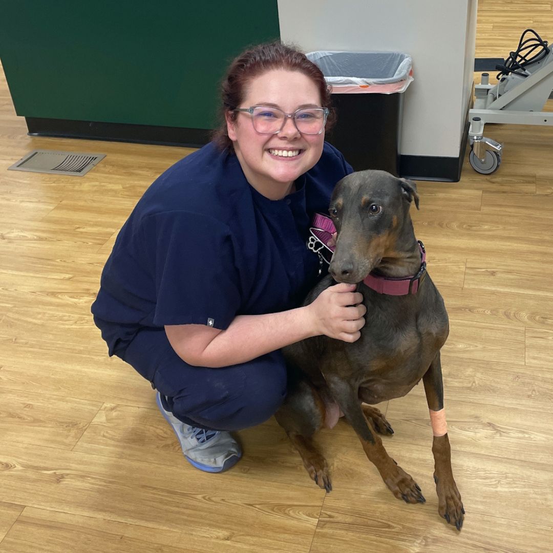 vet kneels beside a Doberman vet kneels beside a Doberman