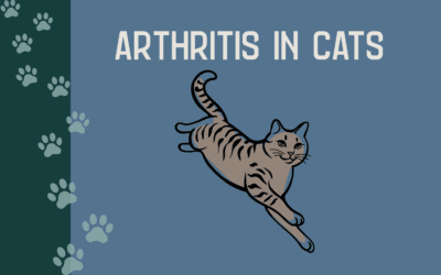 Arthritis in Cats
