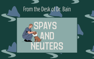 The Benefits of Spaying and Neutering Your Dog or Cat in Evans, GA