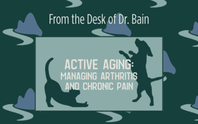 Arthritis and Chronic Pain in Pets in Evans, GA