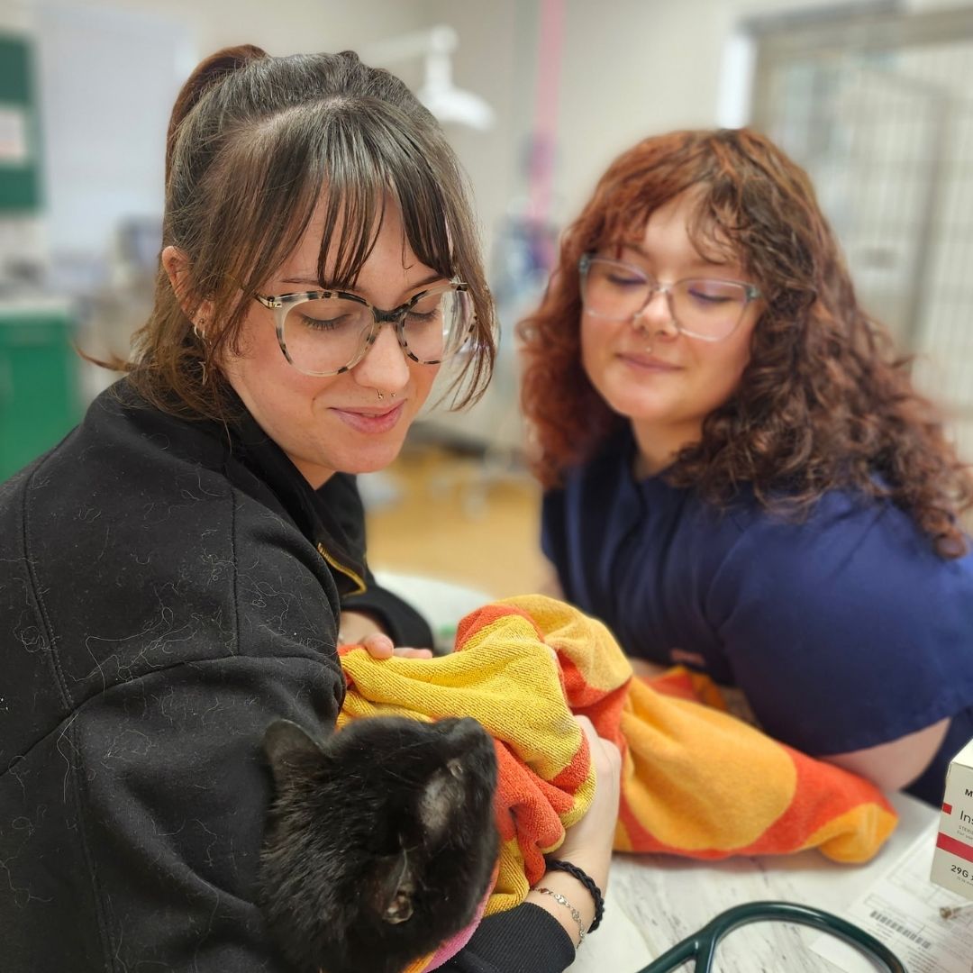 vet holds a small French Bulldog