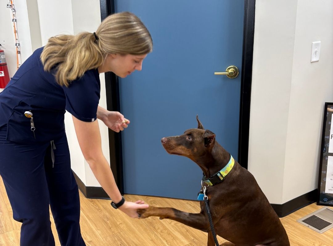 Vet in scrubs with stethoscope examines a small curly-haired dog