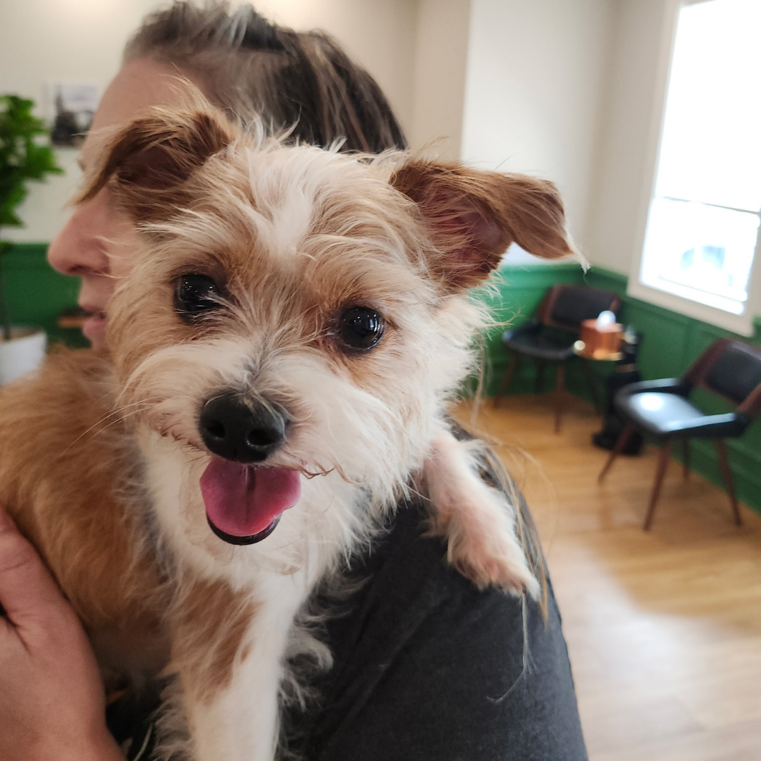 A small dog "smiling"