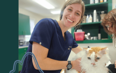 How to Make Vet Visits Less Stressful for Your Pet