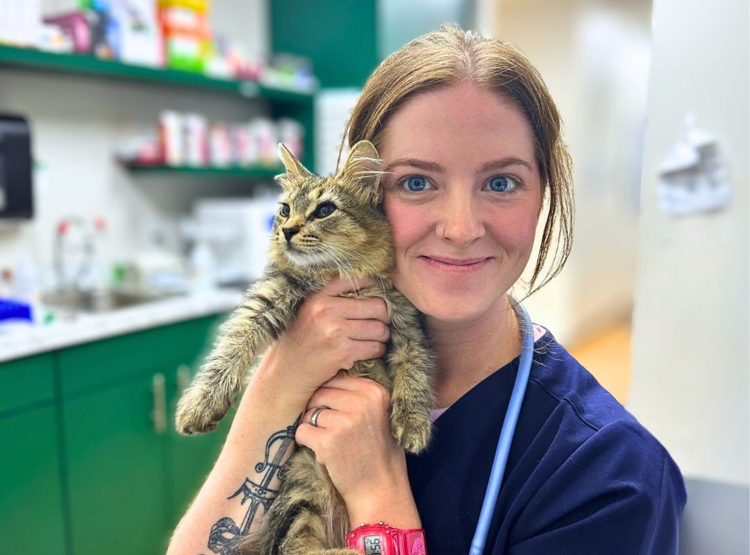 Cute Pug Dog and Cat on White Counter in Vet Clinic