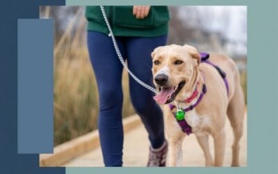5 Tips for Successful Leash Walking with Your Dog