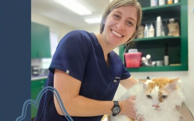 How to Make Vet Visits Less Stressful for Your Pet