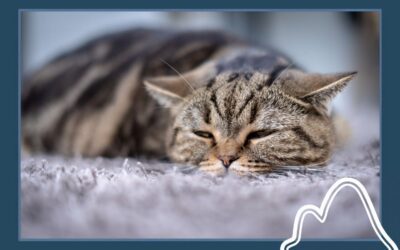 What to Do If You Think Your Pet Has Been Poisoned